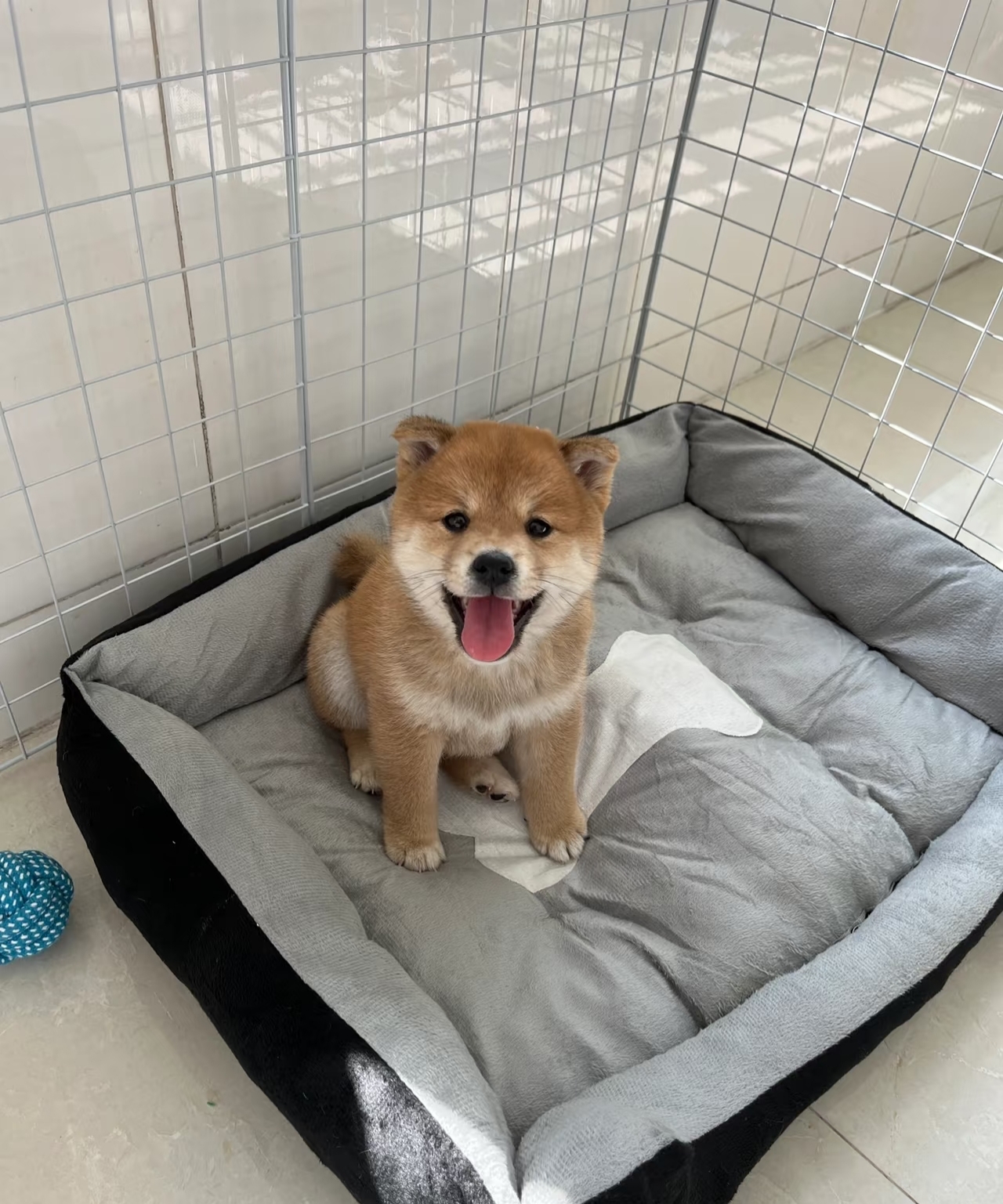 黄狗白面小柴犬